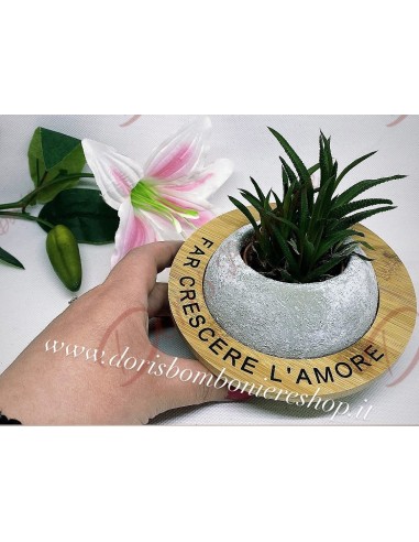 Porte-plante avec plantes succulentes assorties diamètre 13 cm